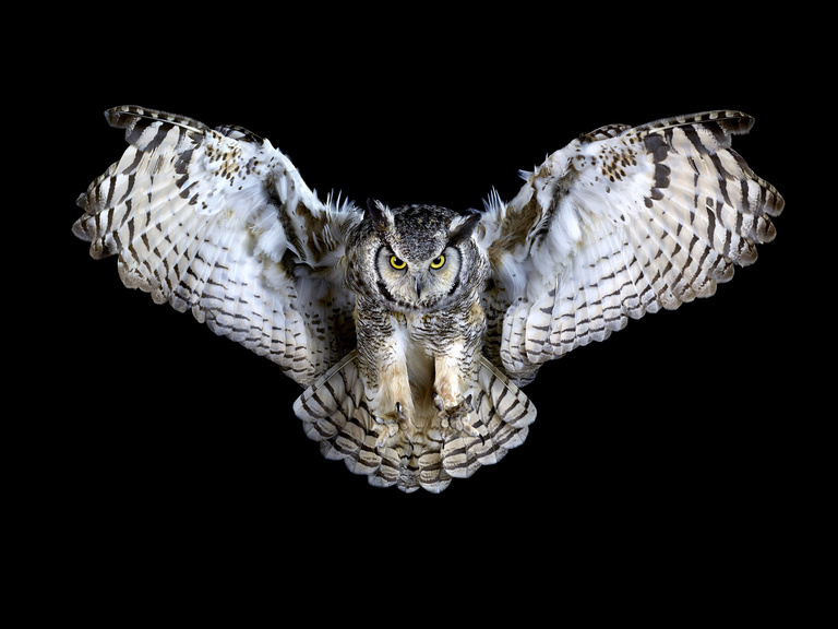 Valerie De Meerleer -  Hibou_01_bis.jpg